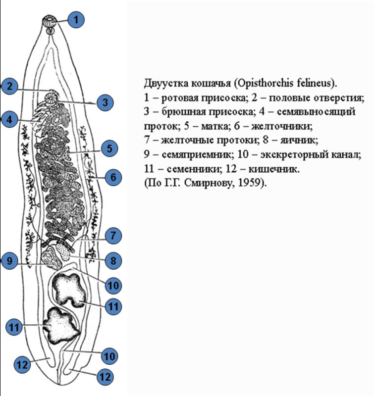 Жизненный цикл кошачьего сосальщика Opisthorchis felineus