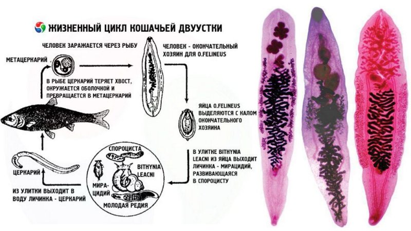 Сибирская двуустка жизненный цикл