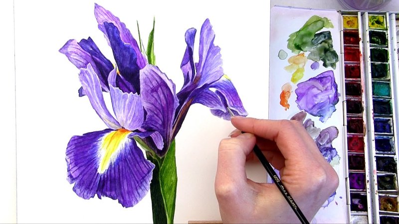 Рисование ирисов акварелью