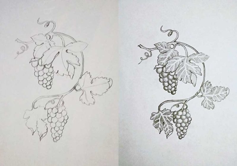 Виноградная лоза эскиз