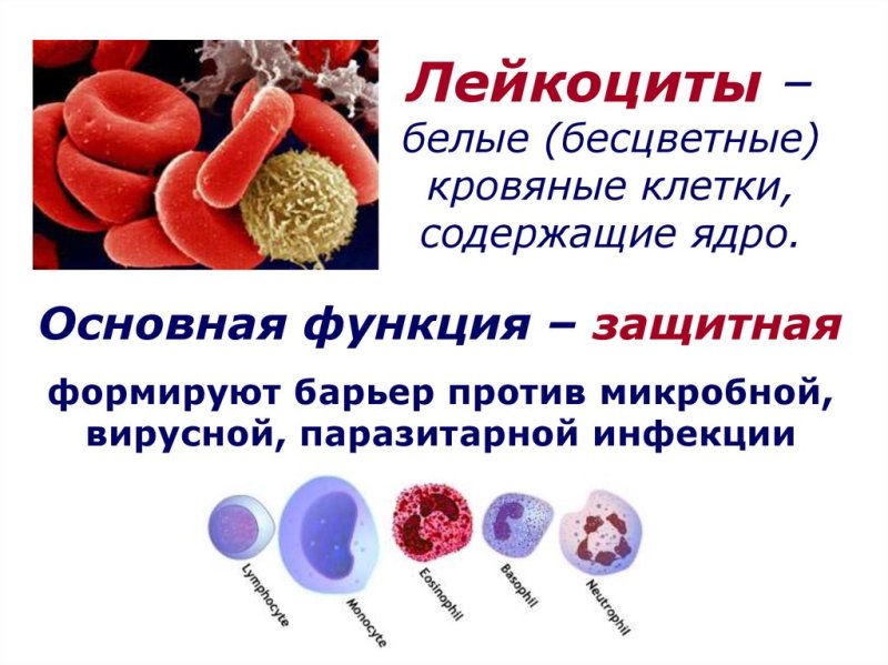 Лейкоциты человека
