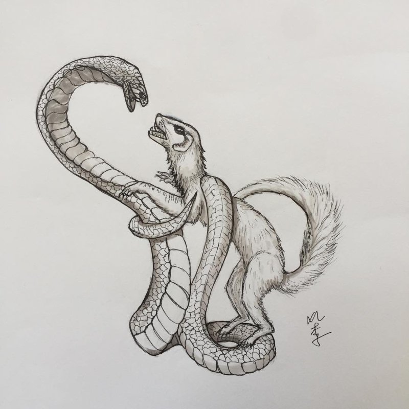 Рики Тики Тави со змеей