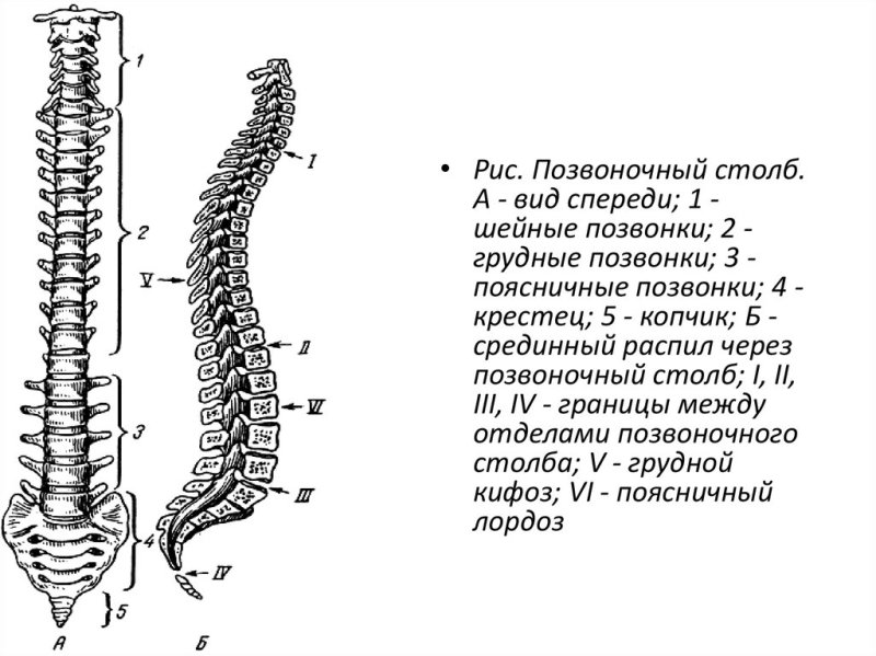 Скелет анатомия Позвоночный столб