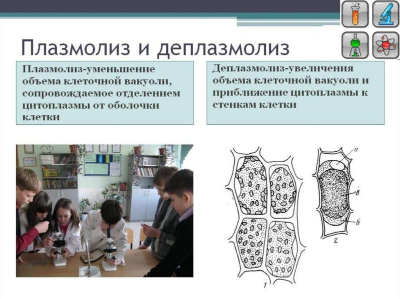 Поазмолиоз диплазмолиоз