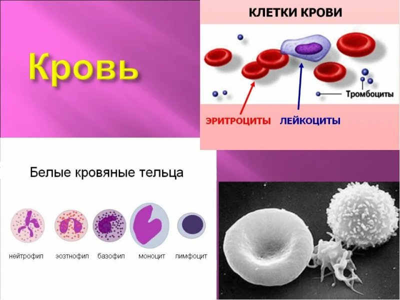 Строение красных кровяных клеток