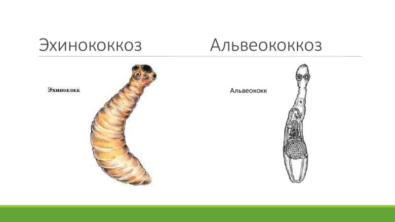 Финна эхинококка строение