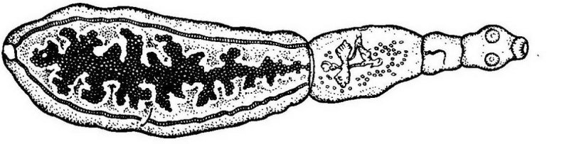 марита эхинококка