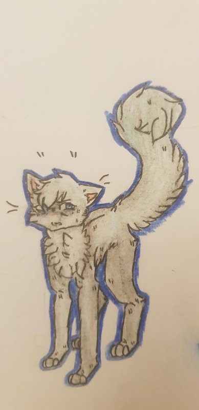Коты Воители для срисовки