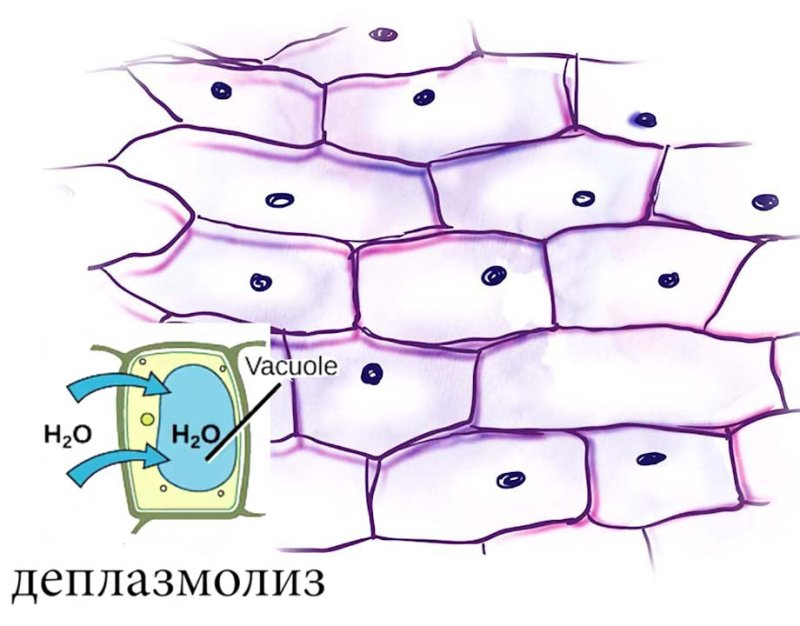 Плазмолиз в клетках кожицы лука