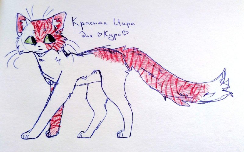 Коты Воители рисунки для срисовки